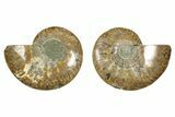 Cut & Polished, Agatized Ammonite Fossil - Madagascar #344477-1
